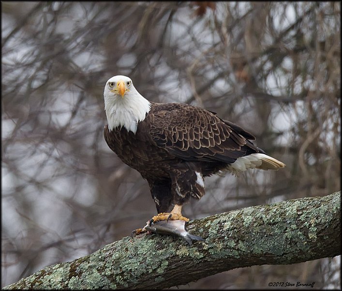 _2SB2404 american bald eagle with fish.jpg